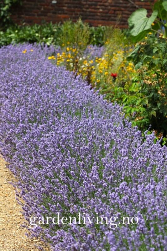 Lavendel 'Munstead' - Lavandula angustifolia