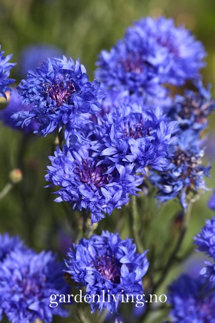 Hovedbilde Kornblomst 'Double Blue' - Centaurea cyanus
