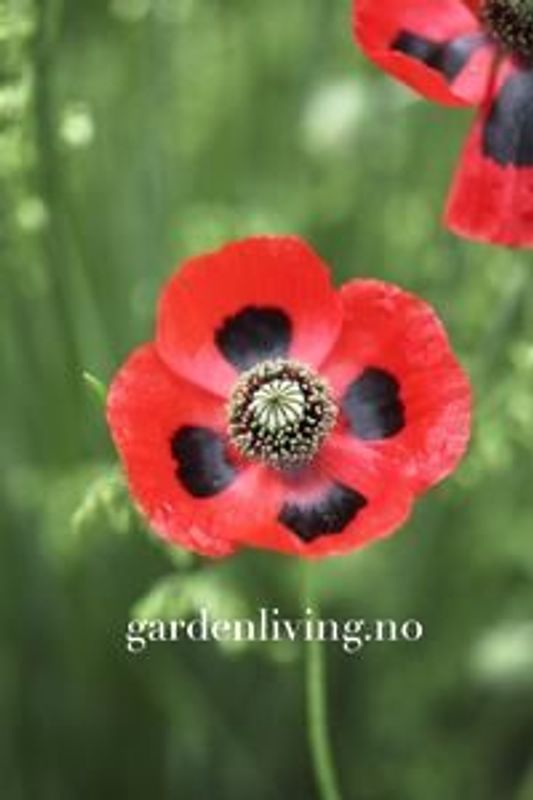 Valmue ’Ladybird’ - Papaver commutatum 