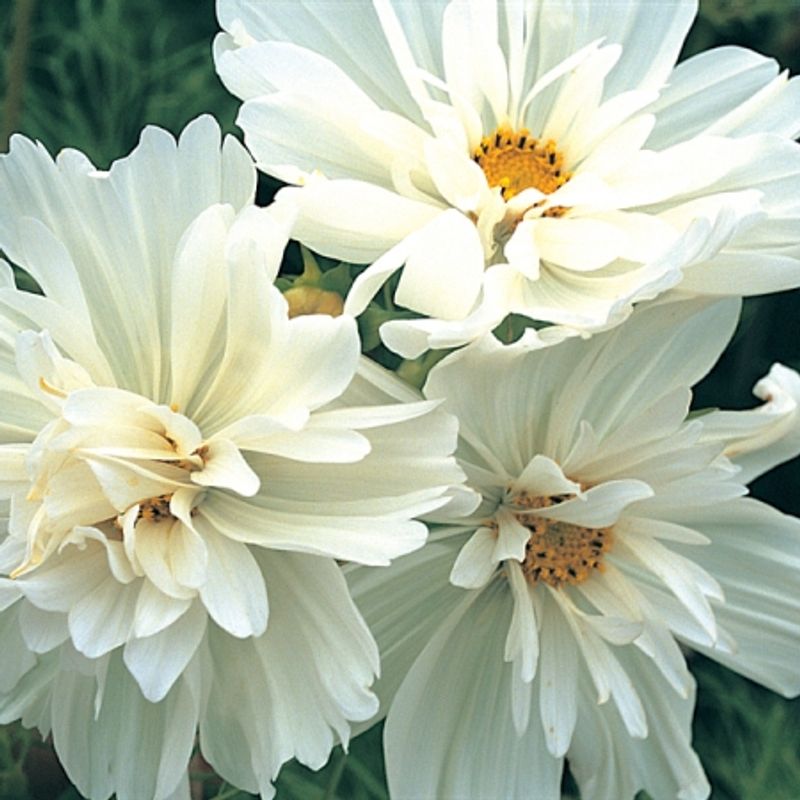 Pyntekorg 'Collarette White' - Cosmos bipinnatus