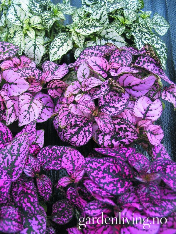 Prikkeplante 'Confetti Mixed' - Hypoestes phyllostachya
