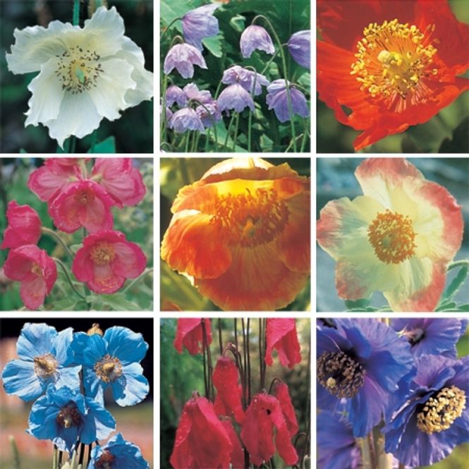 Hovedbilde Valmuesøster, artsblanding - Meconopsis sp