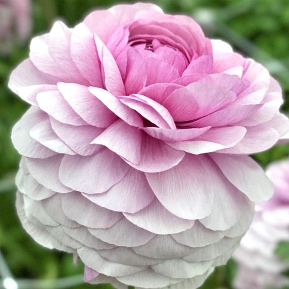 Ranunkel 'Elegance® Mika' - Ranunculus, 7 stk.