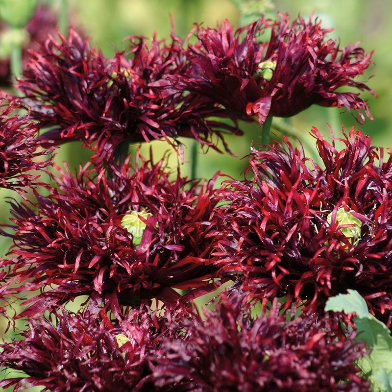 Pionvalmue 'Black Swan' - Papaver somniferum