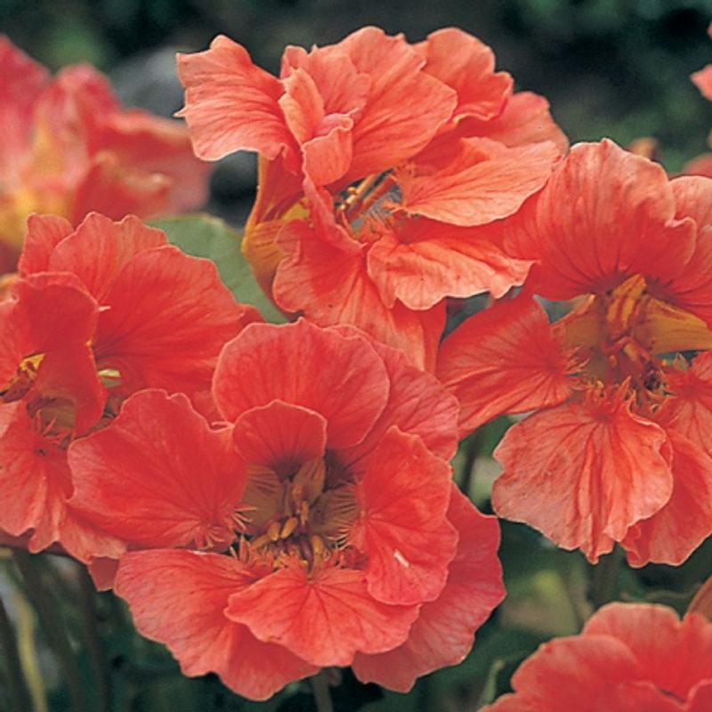 Blomkarse 'Apricot Trifle', lav - Tropaeolum majus
