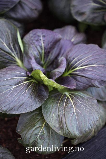 Hovedbilde Pak Choi 'Red Choi' F1 - Brassica rapa var. chinensis