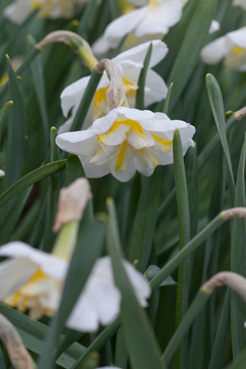 Påskelilje 'Lemon Beauty' - 10 stk