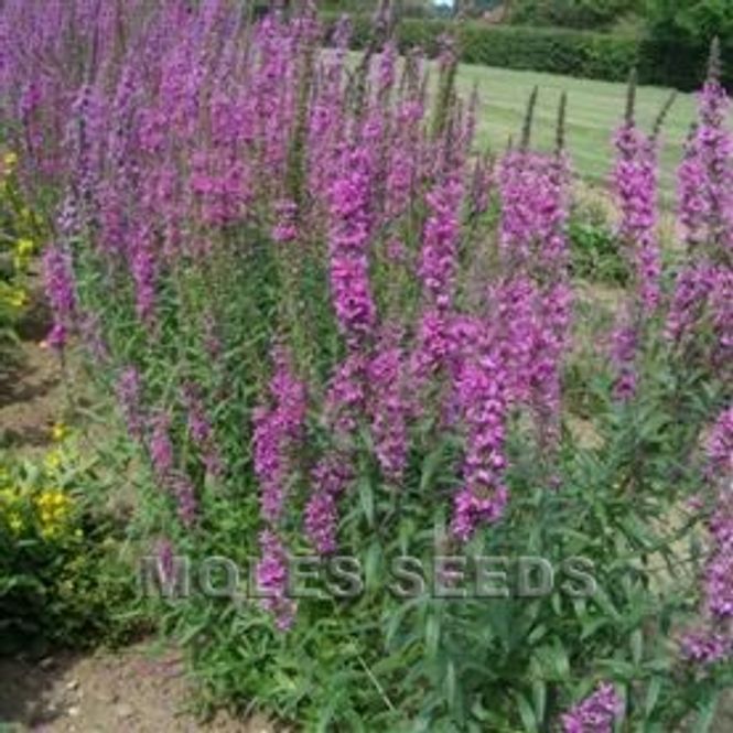 Hovedbilde Kattehale 'Rosy Gem' - Lythrum salicaria