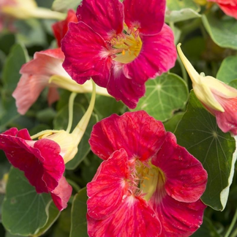 Blomkarse 'Tip Top Rose' - Tropaeolum majus