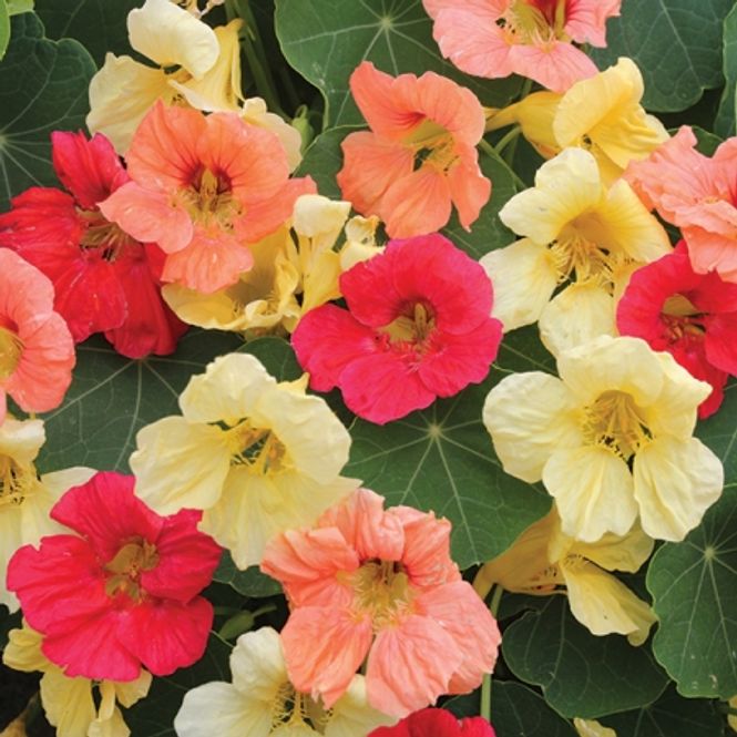 Hovedbilde Blomkarse 'Tropical Fruits Mixed' - Tropaeolum majus