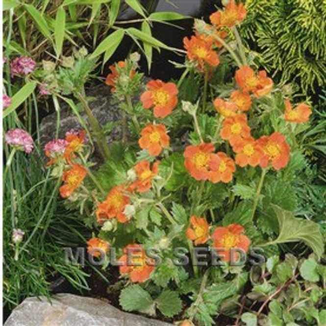 Hovedbilde Hagehumleblom 'Borisii' - Geum coccineum