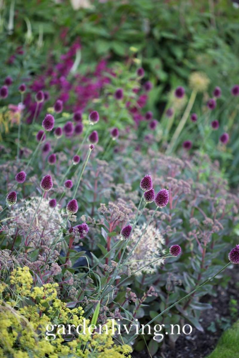 Kuleløk - Allium sphaerocephalon - 25 løk