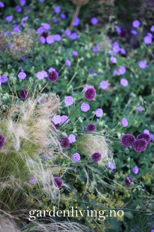 Kuleløk - Allium sphaerocephalon - 25 løk