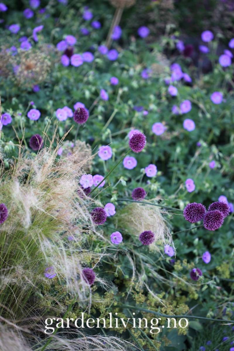 Kuleløk - Allium sphaerocephalon - 25 løk