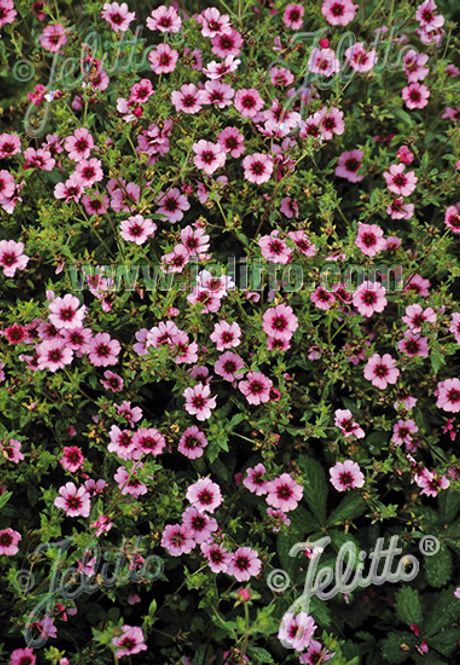 Hovedbilde Nepalmure 'Helen Jane' - Potentilla nepalensis
