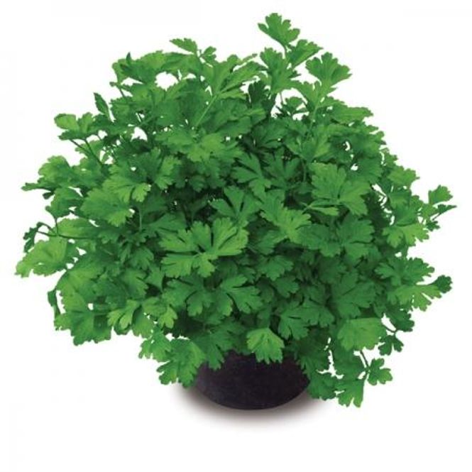 Hovedbilde Persille 'Laura' - Petroselinum crispum, flatbladet