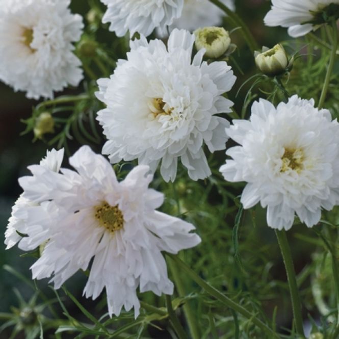 Hovedbilde Pyntekorg 'Double Click Bonbon Snowpuff' - Cosmos ...