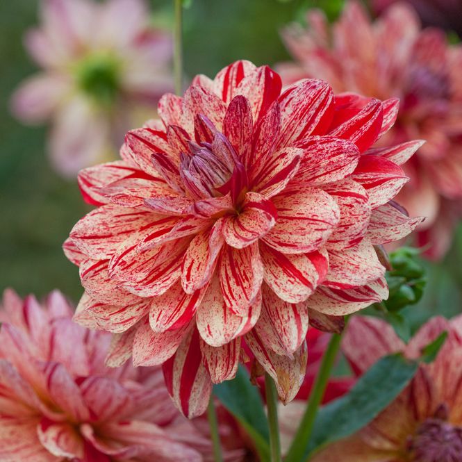 Hovedbilde Georgine 'Nonette' - Dahlia x cultorum, 1 stk.