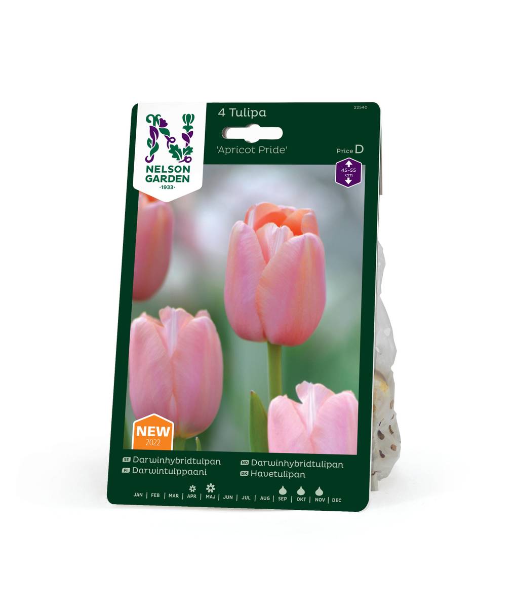 Tulipan 'Apricot Pride', darwinhybrid - 7 stk
