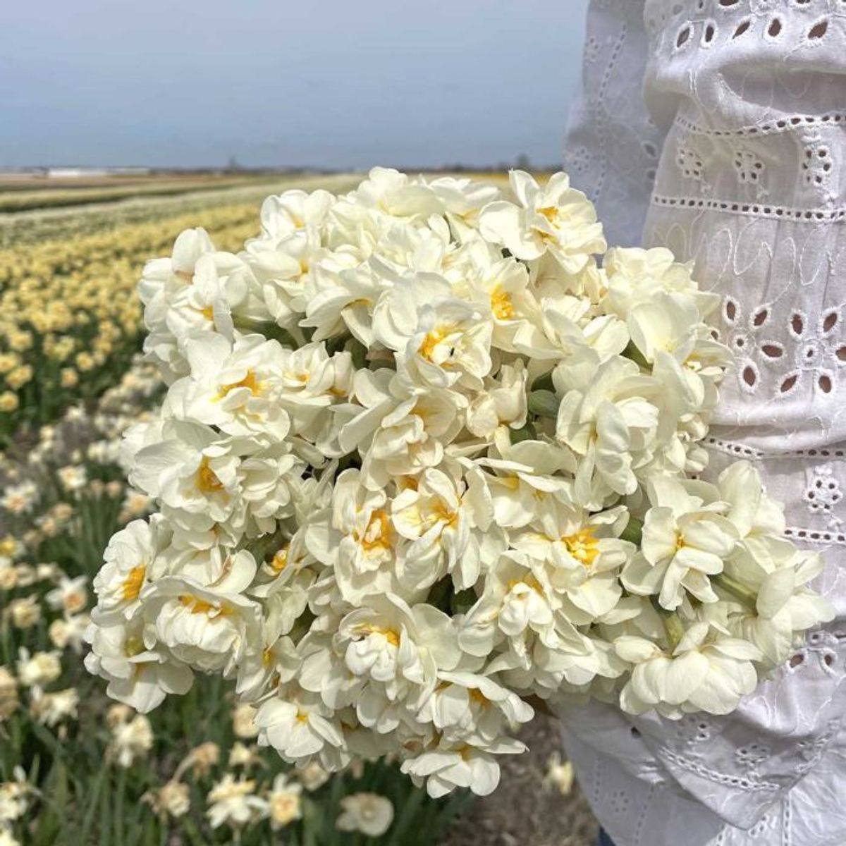 Påskelilje 'Bridal Crown' - 10 stk