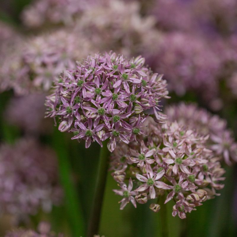 Prydløk 'Pink Jewel' - 2 stk