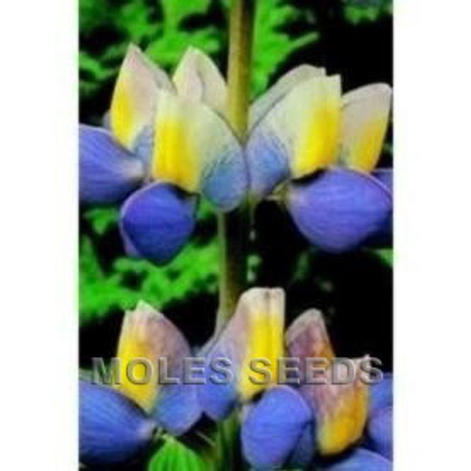 Hovedbilde Sommerlupin 'Sunrise' - Lupinus mutabilis var. hartwegii