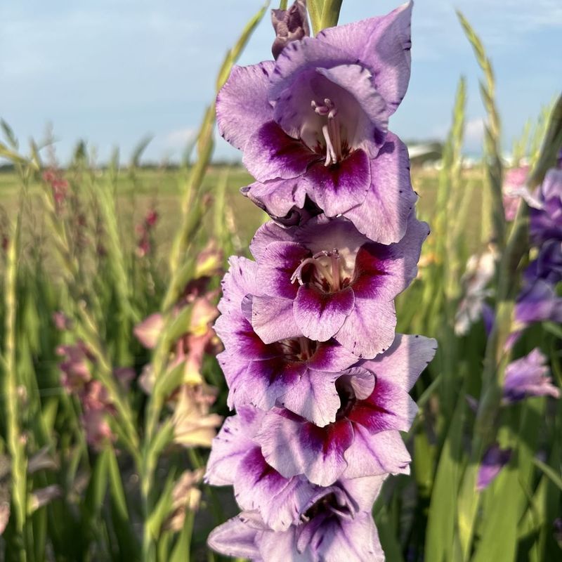 Gladiol 'Passos' - Gladiolus, 10 stk.