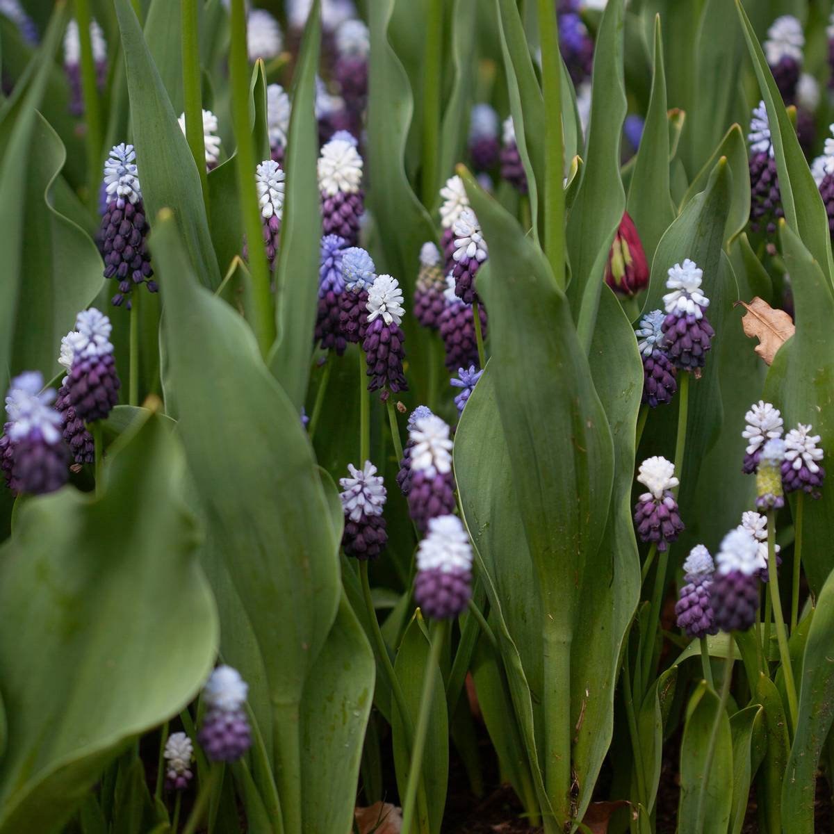 Indigoperleblomst 'Grape Ice' - Muscari latifolium - 7 stk
