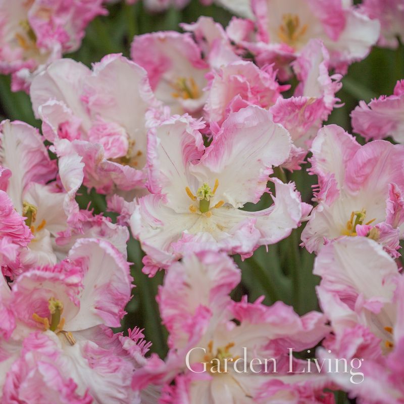 Tulipan 'Cabanna', papegøyeblomstrende - 5 stk
