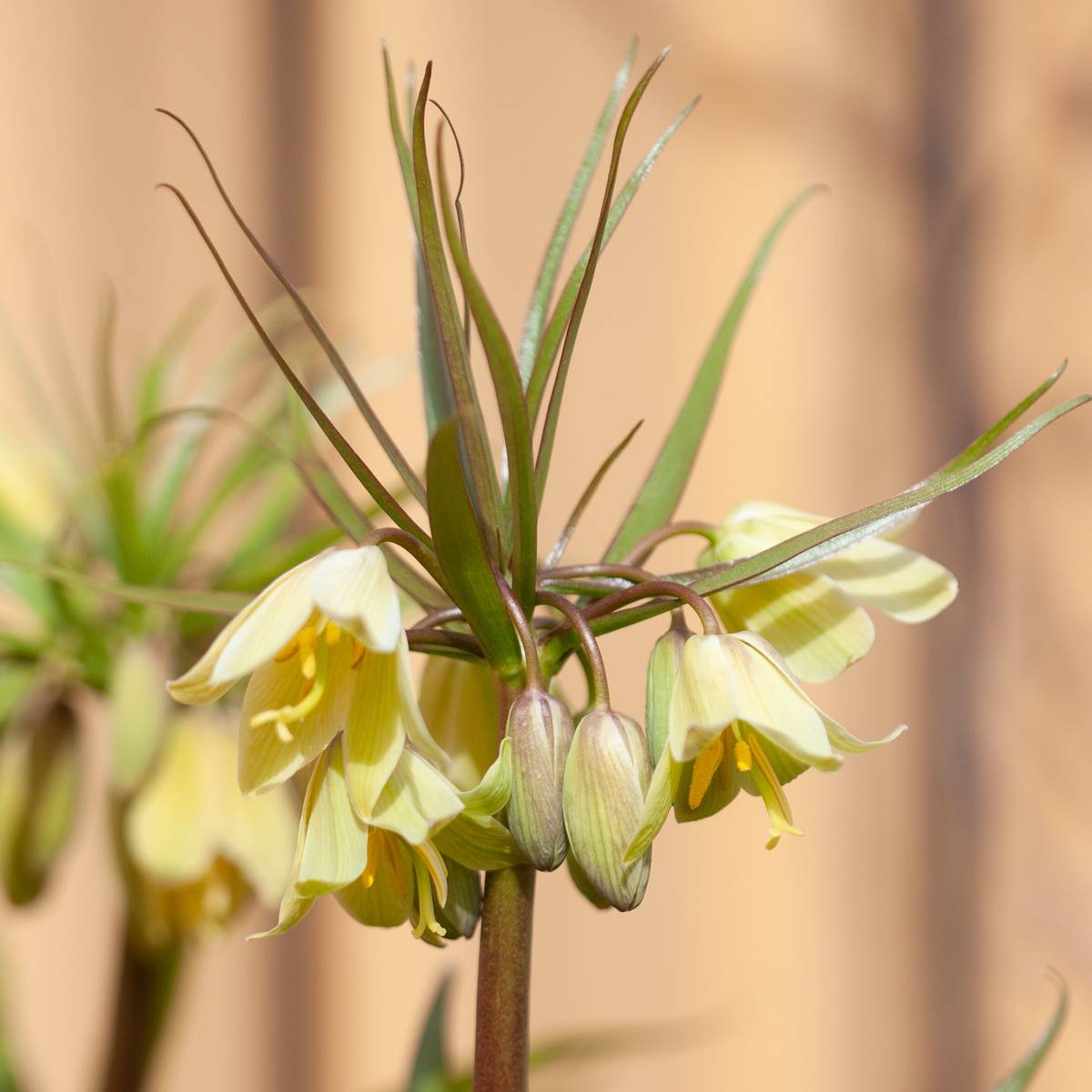 Fritillaria raddeana - 1 stk