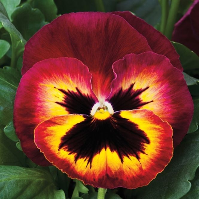 Hovedbilde Stemorsblomst 'Sangria Punch' F1 - Viola x wittrockiana
