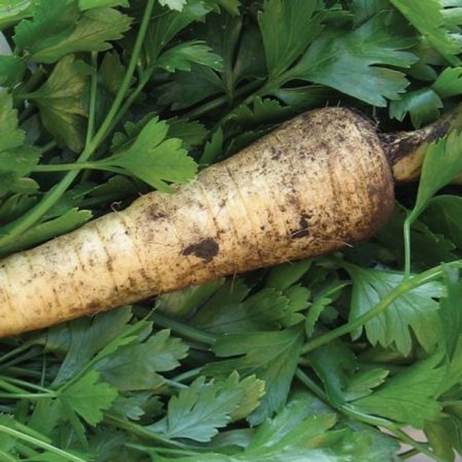 Hovedbilde Persillerot 'Hamburg' - Petroselinum crispum subsp. ...
