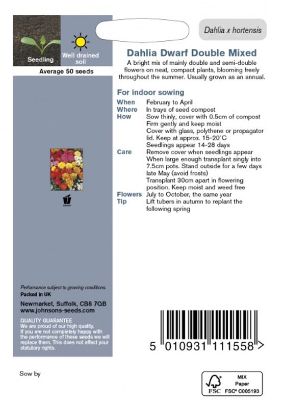 Georgine 'Dwarf Double Mixed' - Dahlia