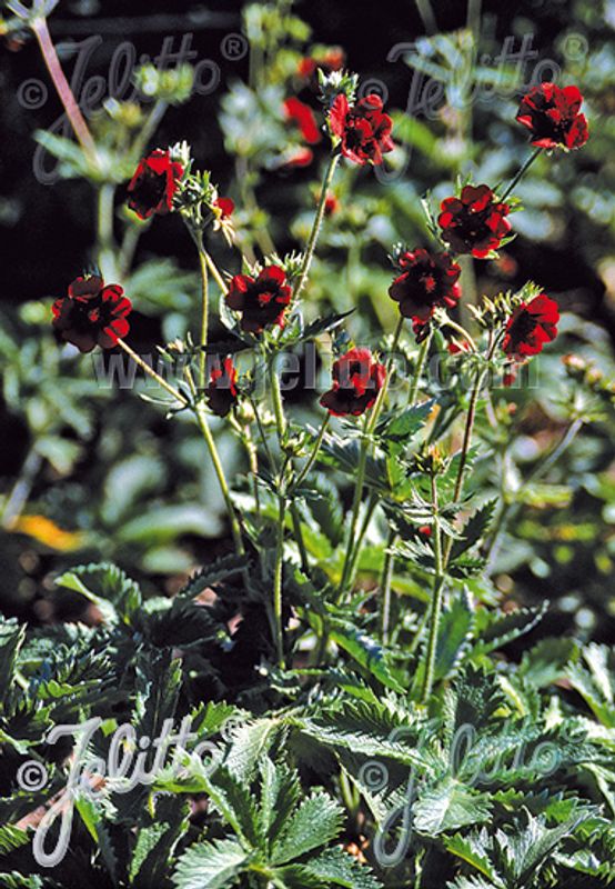 Rustmure - Potentilla thurberi