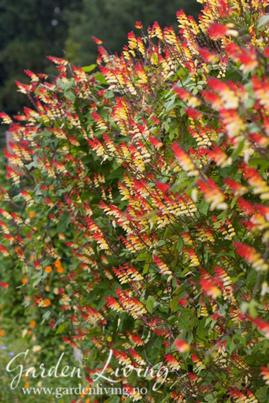 Spansk flagg - Mina lobata
