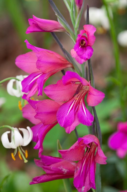 Bysantgladiol - Gladiolus byzantinus - 15 stk