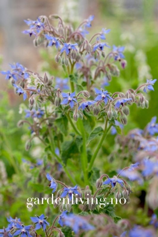 Agurkurt - Borago officinalis