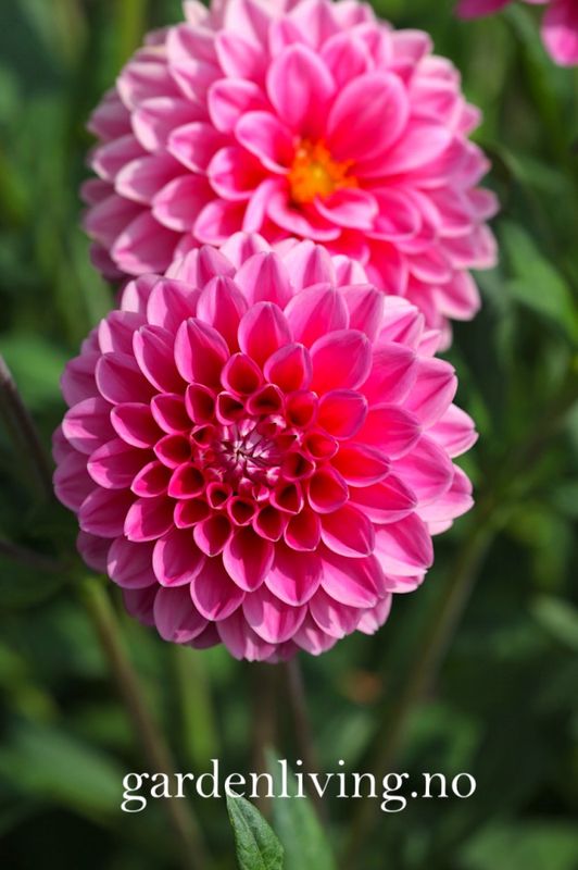 Georgine 'Sandra' - Dahlia x cultorum, 1 stk.