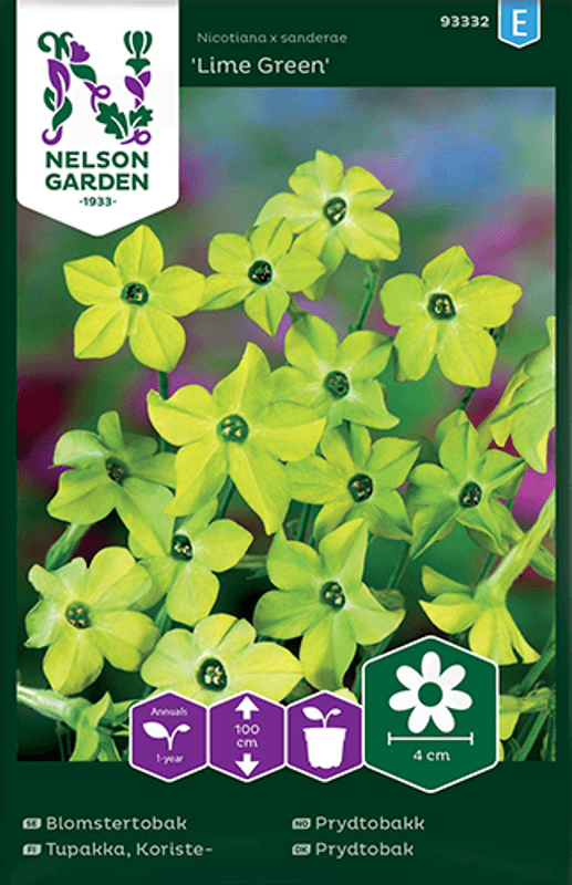 Prydtobakk 'Lime Green' - Nicotiana x sanderae