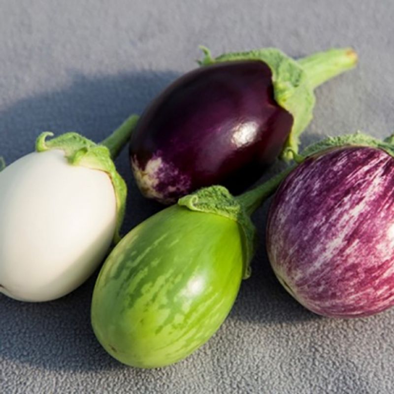 Aubergine 'Mini Mixed Grill' - Solanum