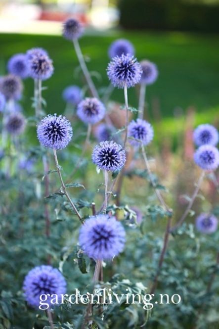 Hovedbilde Kuletistel - Echinops ritro