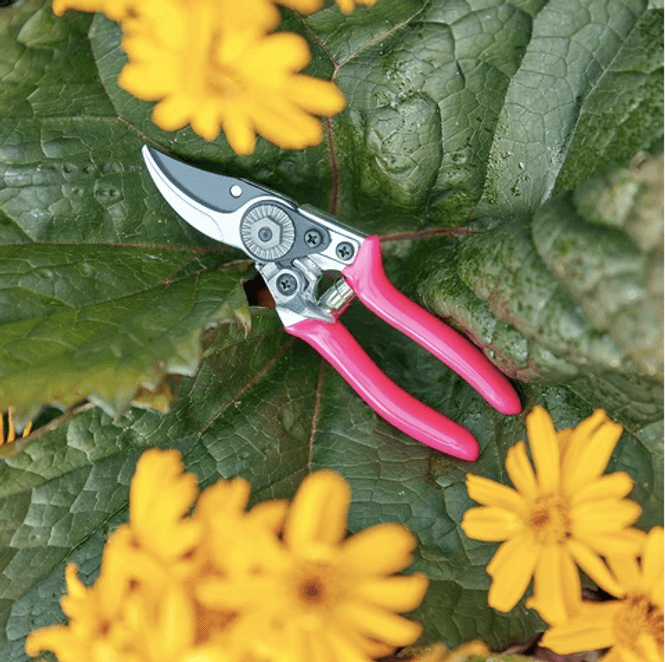 Hovedbilde Burgon & Ball - Beskjæringssaks mini FloraBrite® rosa