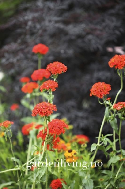 Brennende kjærlighet - Lychnis chalcedonica