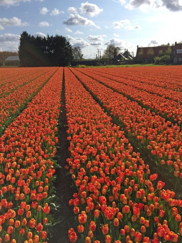 Tulipan 'Banja Luka', darwinhybrid - 10 stk