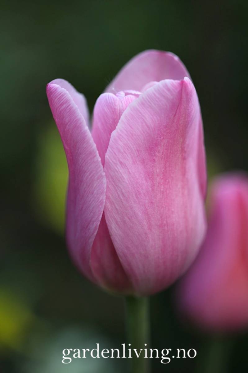 Tulipan 'Synaeda Amor', triumphtulipan - 10 stk