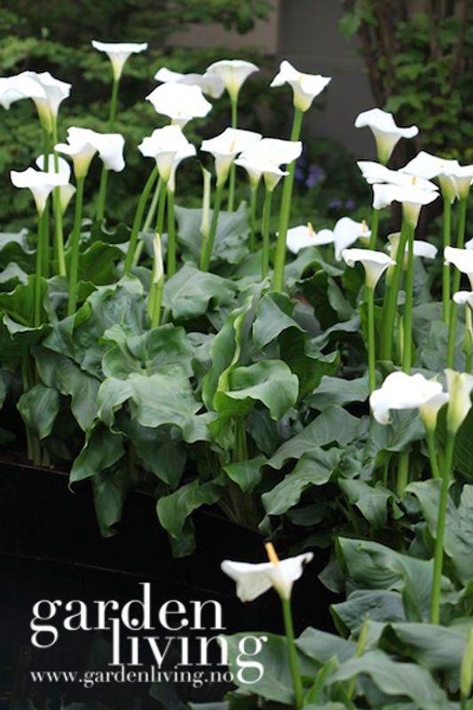 Stuekala - Zantedeschia aethiopica, 1 stk