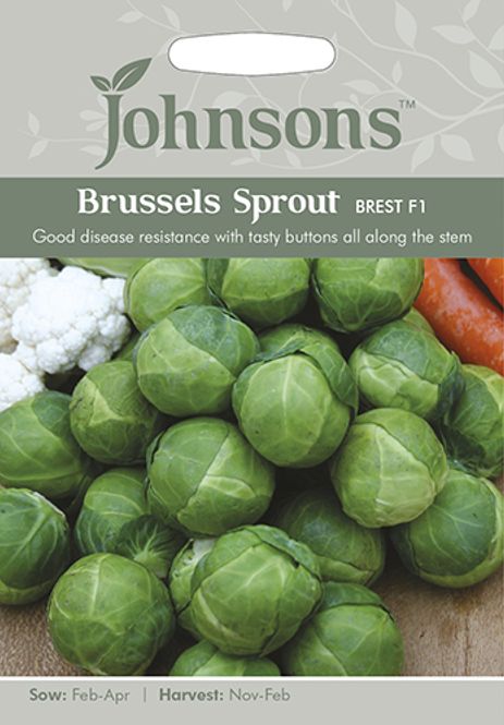 Hovedbilde Rosenkål 'Brest' - Brassica oleracea 