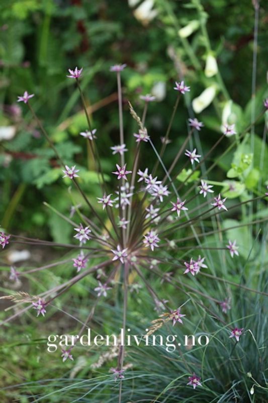 Markløperløk - Allium shubertii - 4 stk