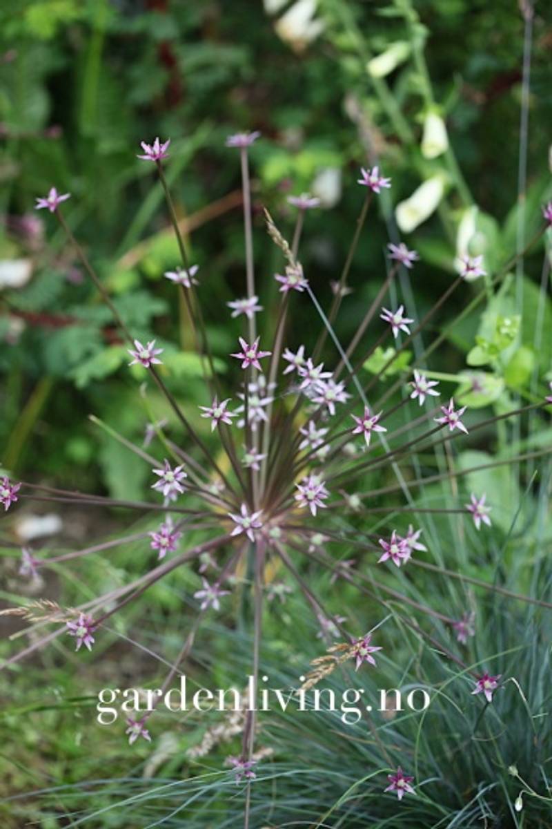 Markløperløk - Allium shubertii - 3 stk
