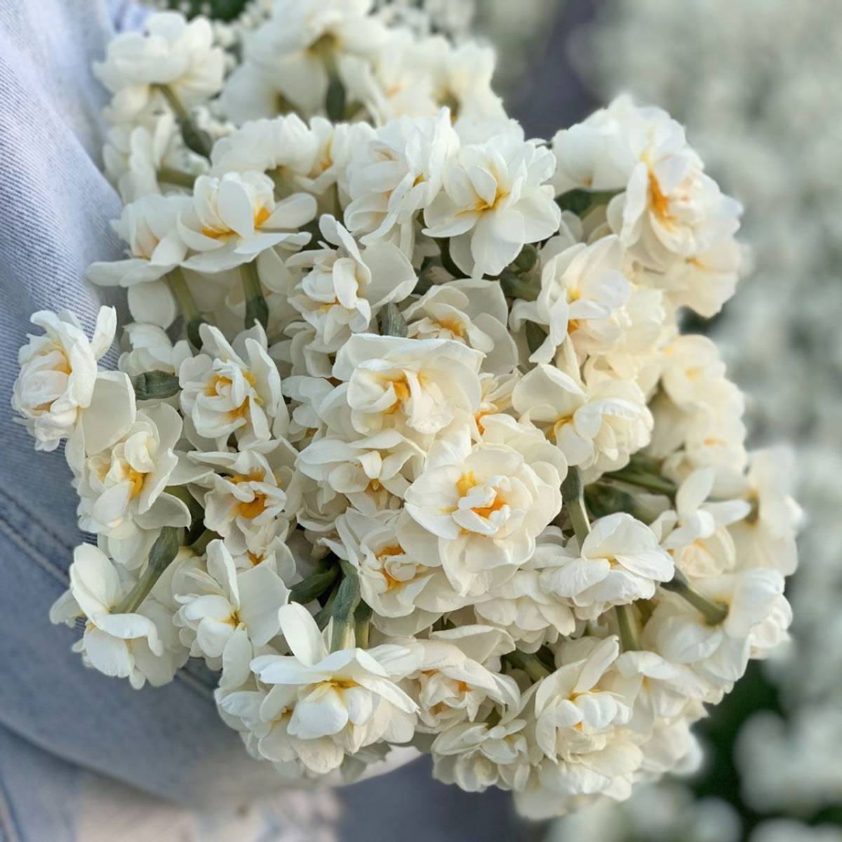 Påskelilje 'Bridal Crown' - 10 stk